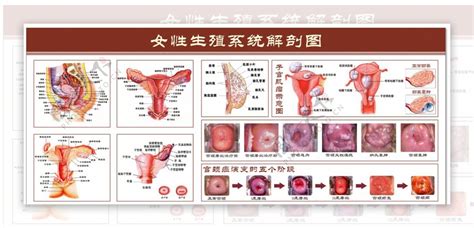 生殖器 女|解剖学高清图谱 女性生殖系统